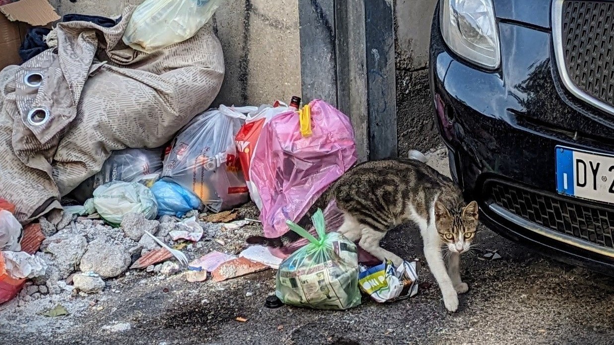 Helping stray animals through rescue efforts
