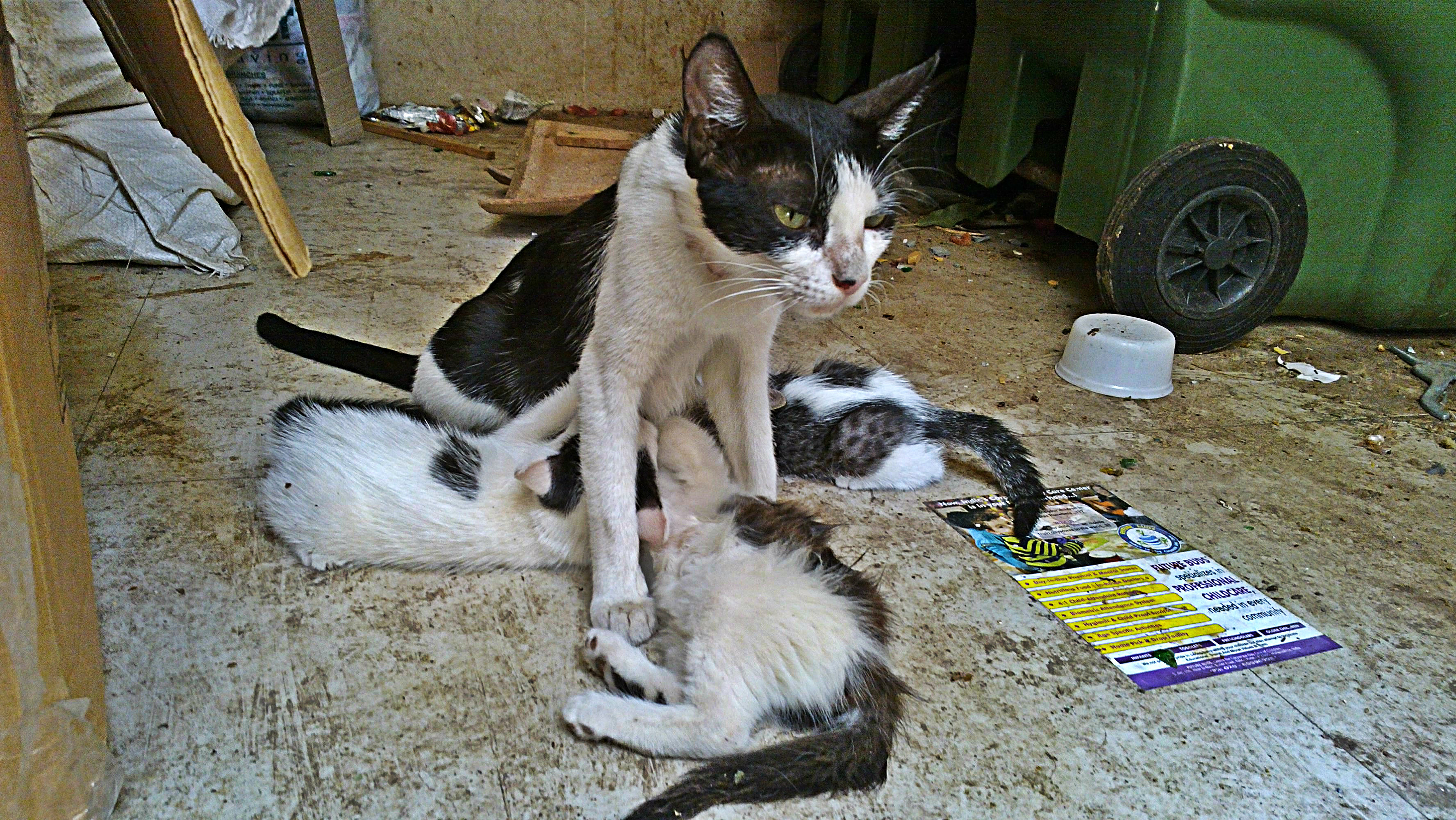 Stray animals on the streets
