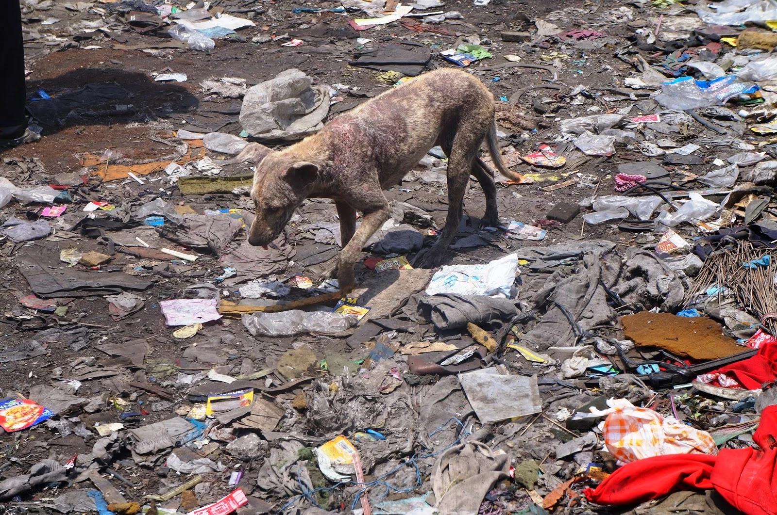 A stray animal waiting