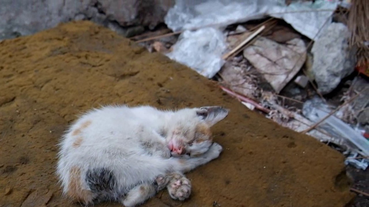 Community support for stray animals